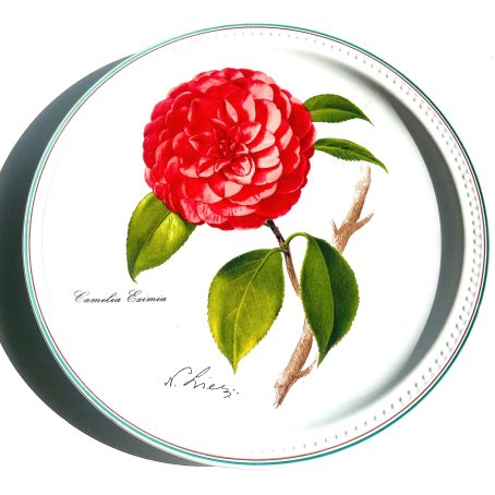 Red Camellias / Antique London market